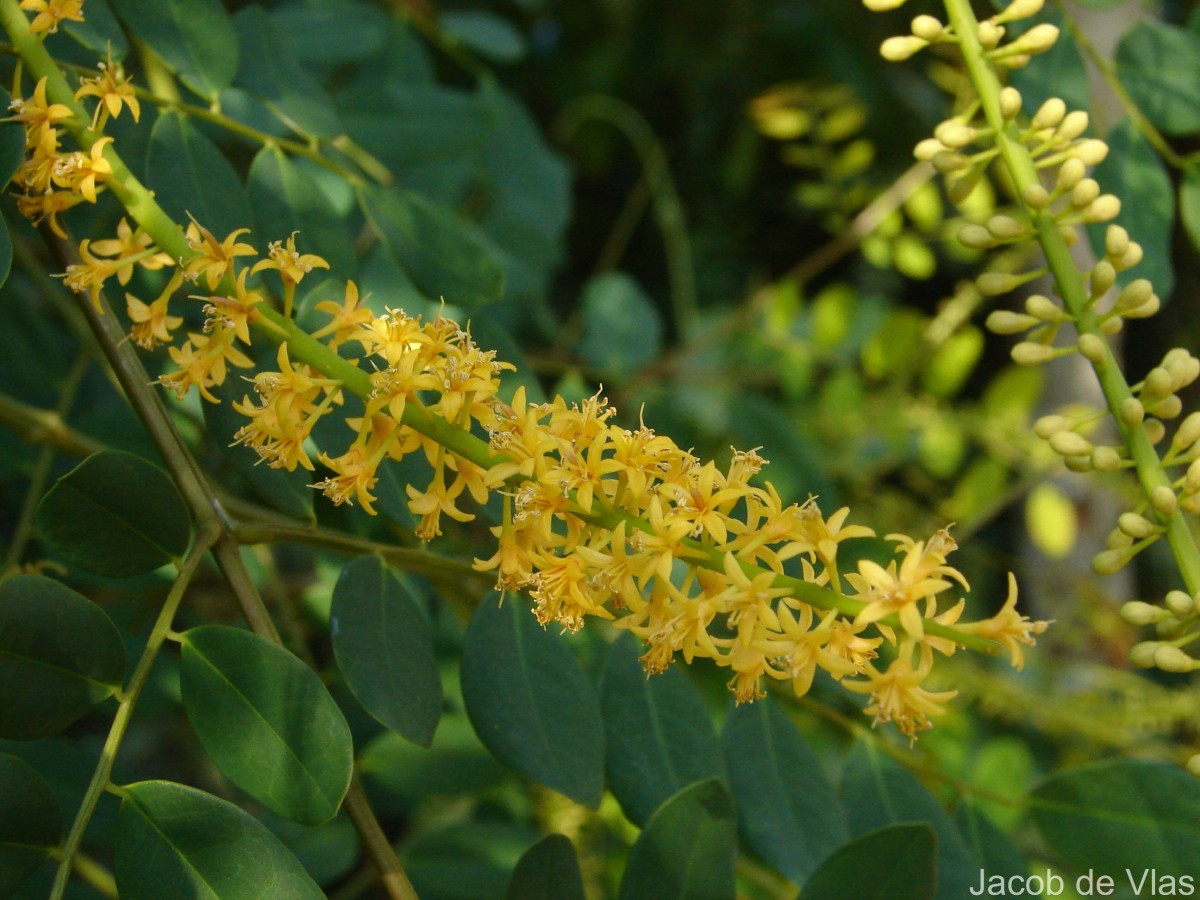 Adenanthera pavonina L.